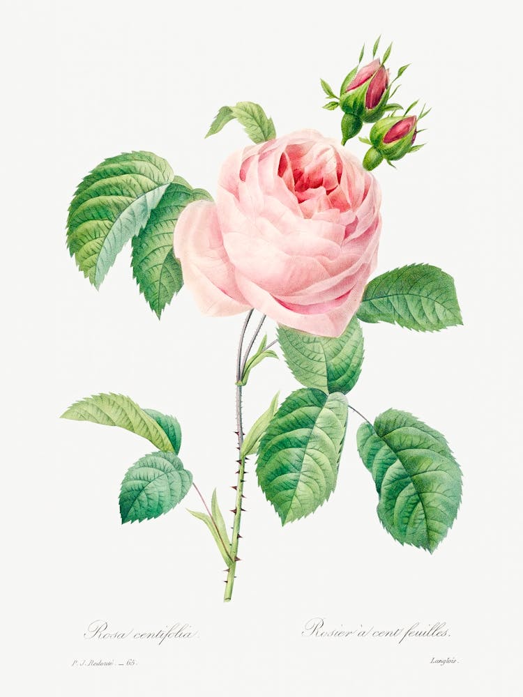 Antique Plant Drawn, Pierre Joseph Redoute