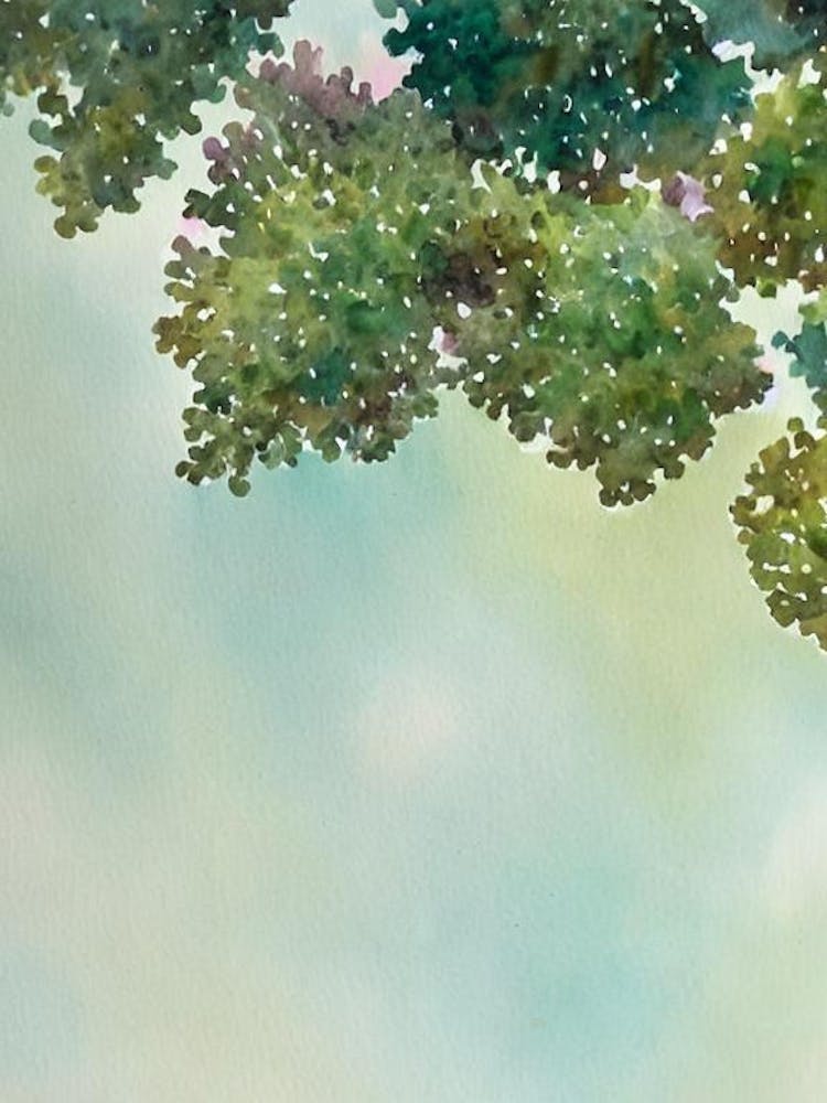 Acropora Gomezi Storybook Watercolour