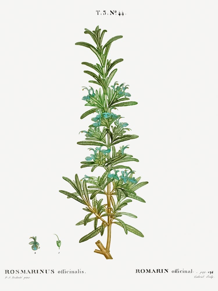Rosemary, Pierre Joseph Redoute
