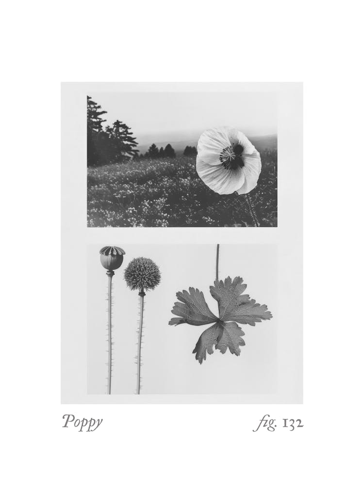 Collage botanique de coquelicots 2