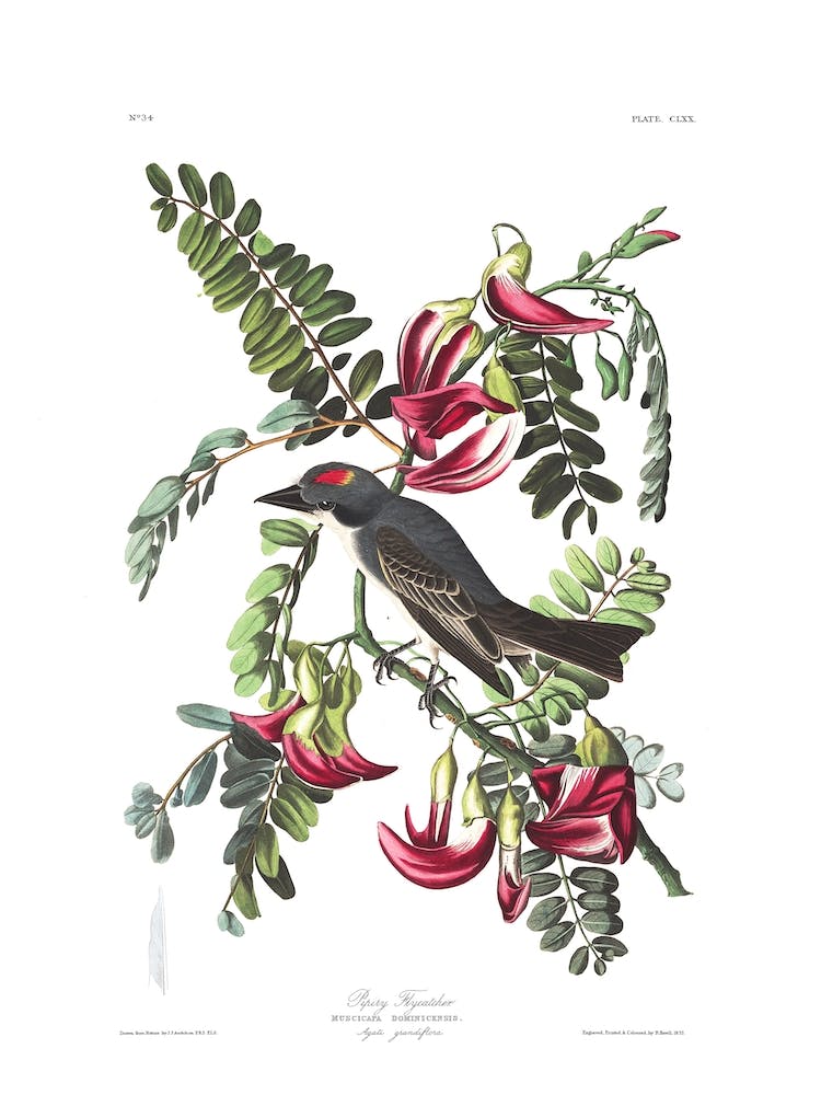 Piping Flycatcher