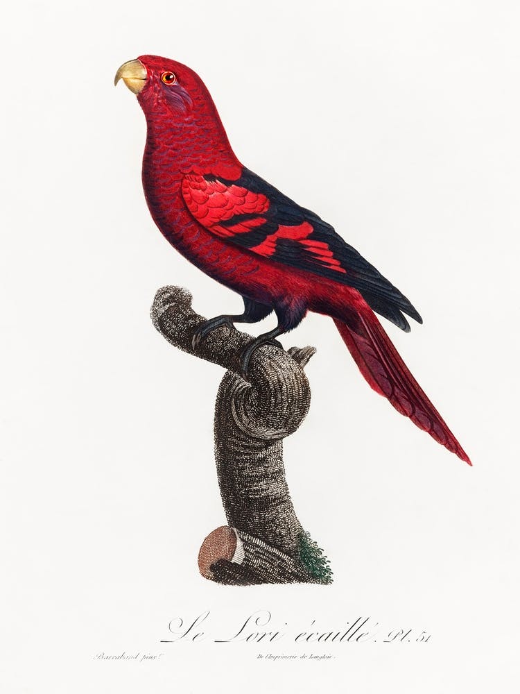 The Violet Necked Lory From Natural History Of Parrots, Francois Levaillant