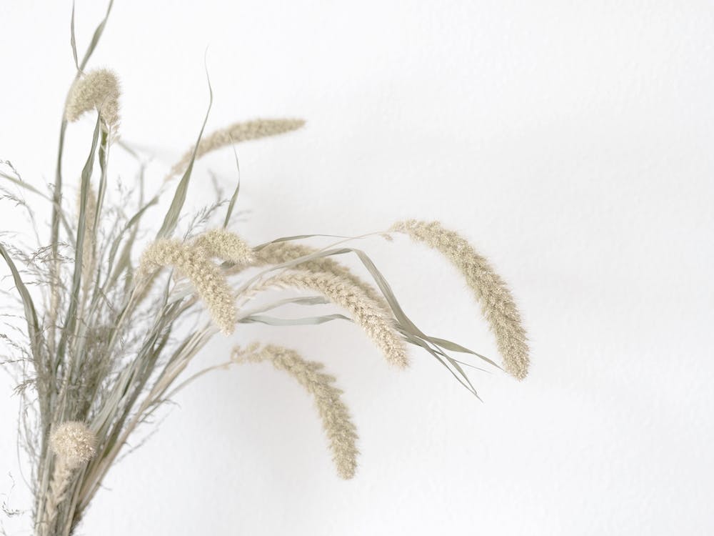 Dried Wheat