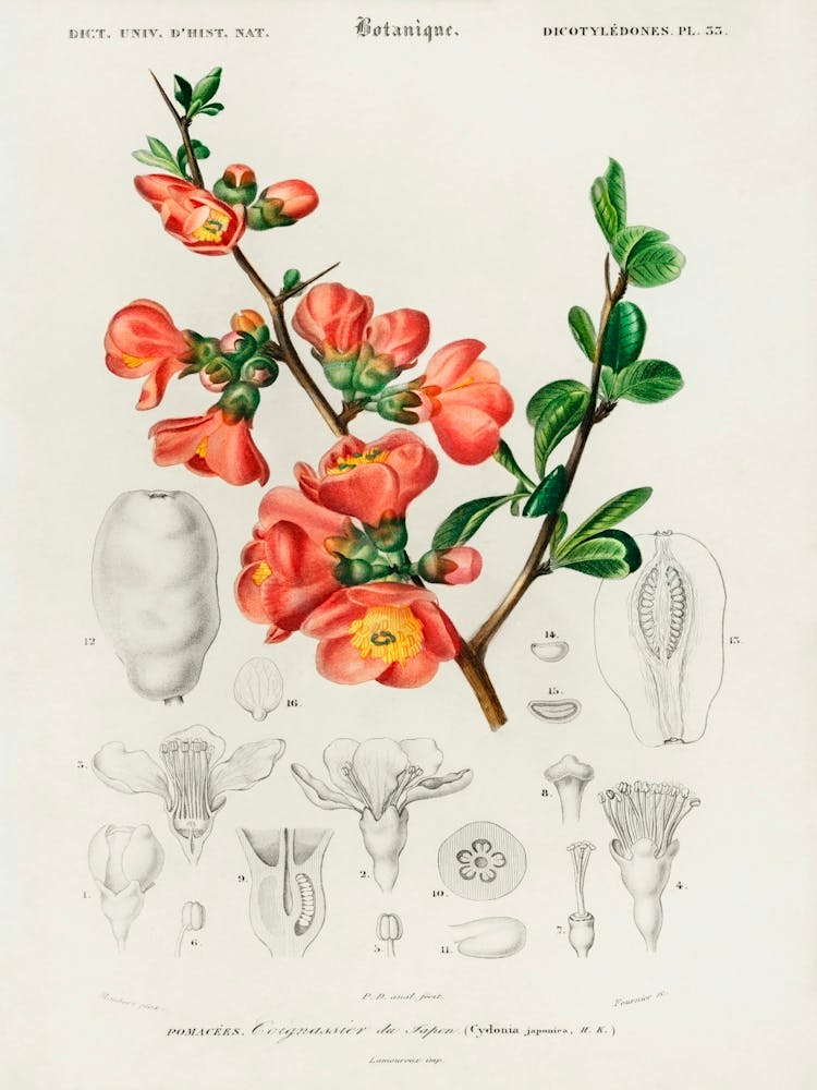 Maule S Quince (Cydonia Japonica), Charles Dessalines D' Orbigny