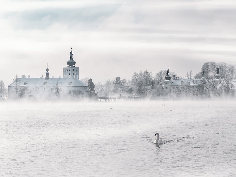 Swan Swimming On The Lake Near Ornate Österreich