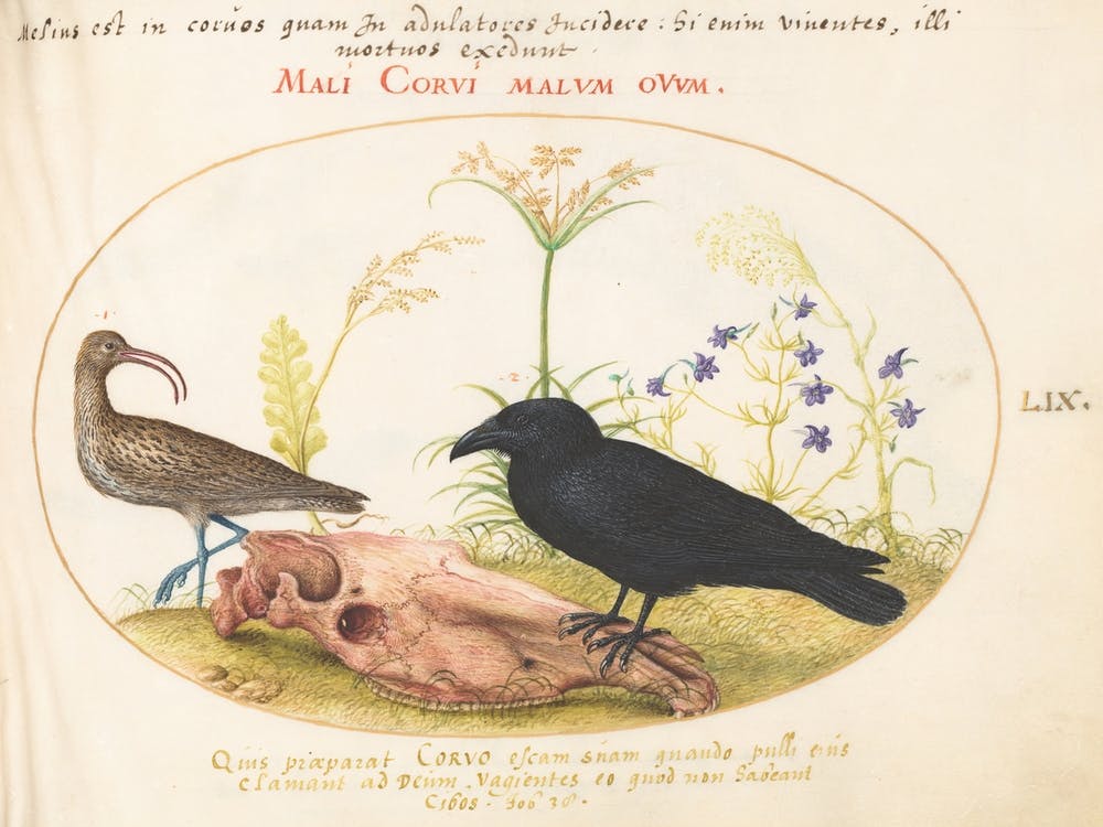 Animalia Volatilia Et Amphibia, Joris Hoefnagel