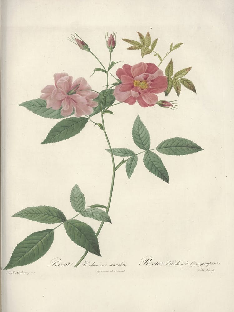 Rose Illustration, Pierre Joseph Redoute, Pierre Joseph Redoute(147)