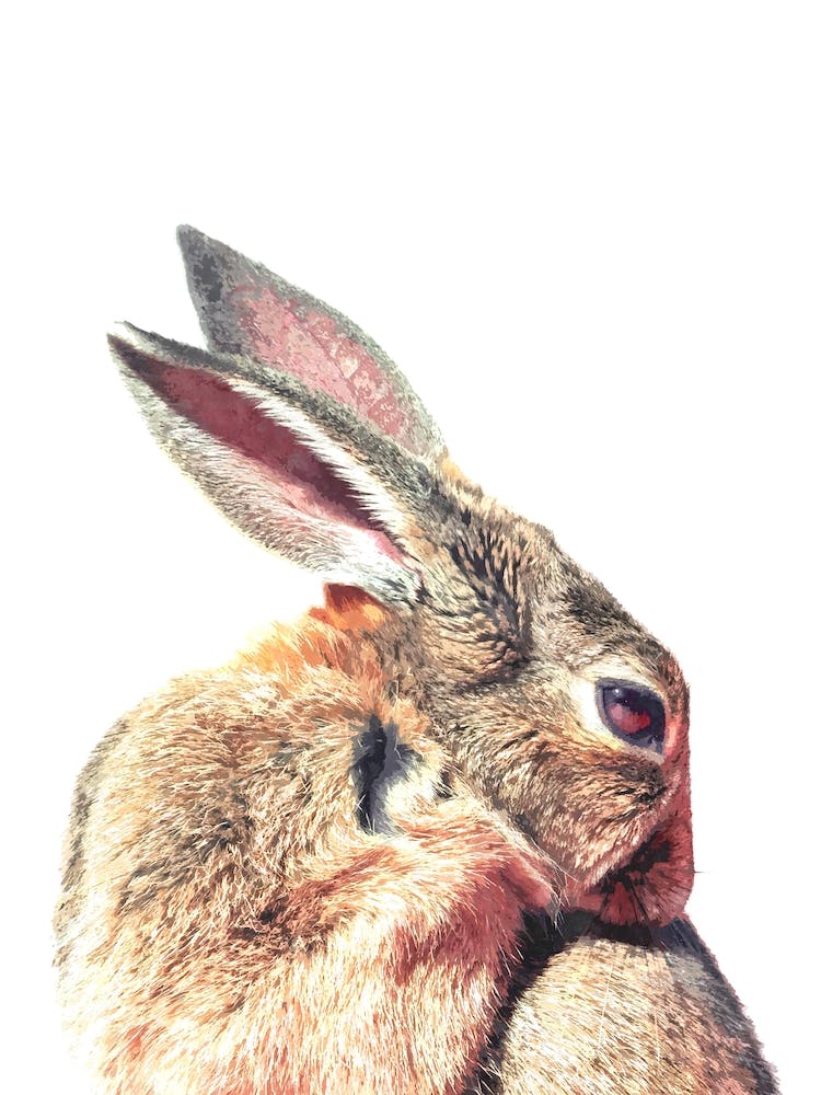 Brauner Hase Aquarell-Effekt