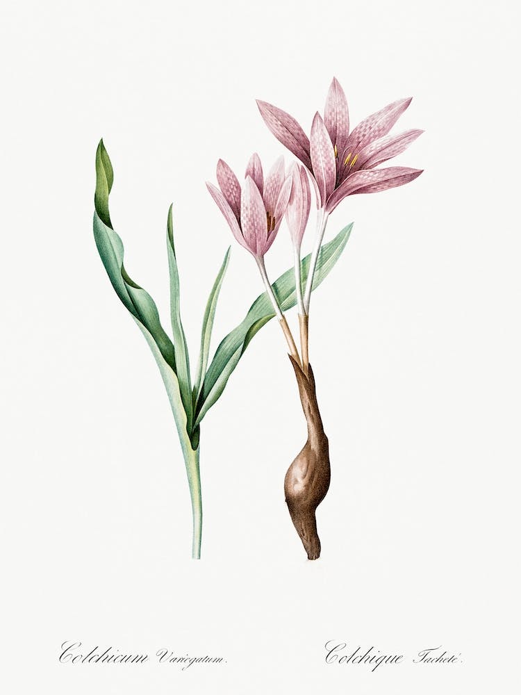 Autumn Crocus Illustration From Les Liliacées, Pierre Joseph Redoute