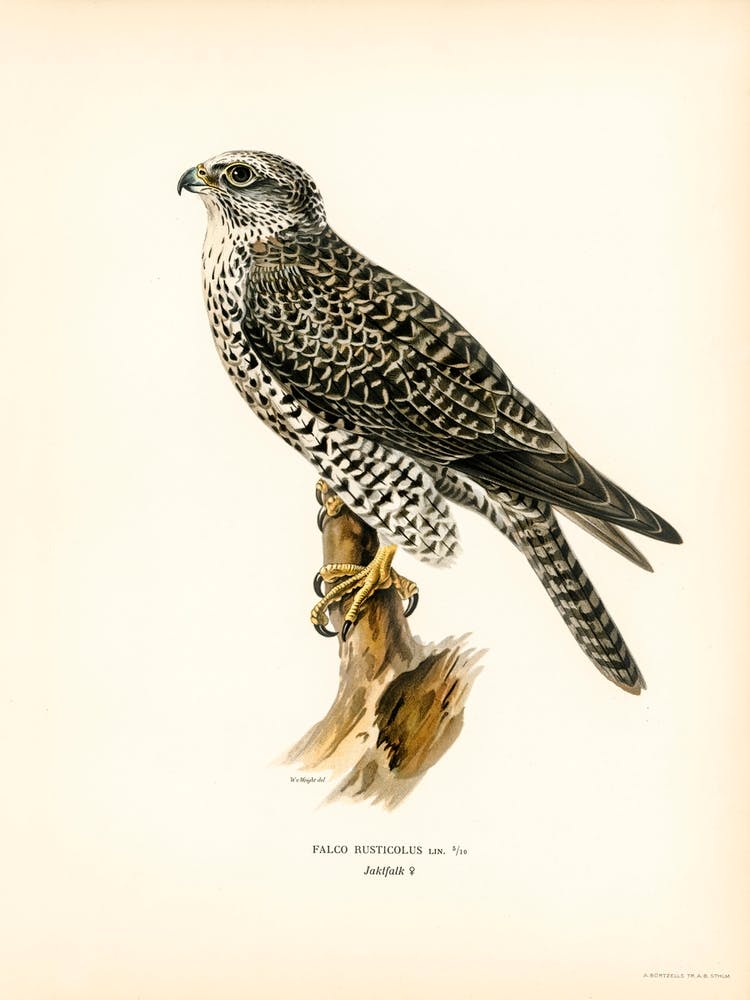 Gyrfalcon, Gyr Falcon Male (Falco Rusticolus), The Von Wright Brothers