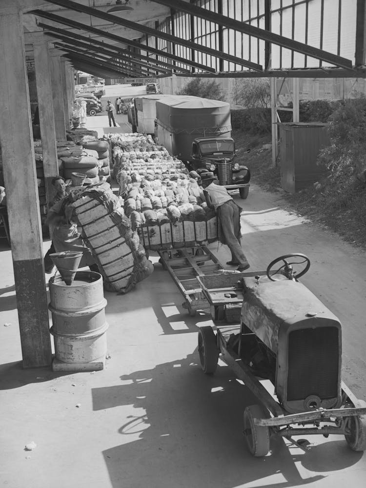 Unloading Bales Of Cotton From Truck Drawn Trailers At Compress, Houston Texas, Cotton Was Transported To The