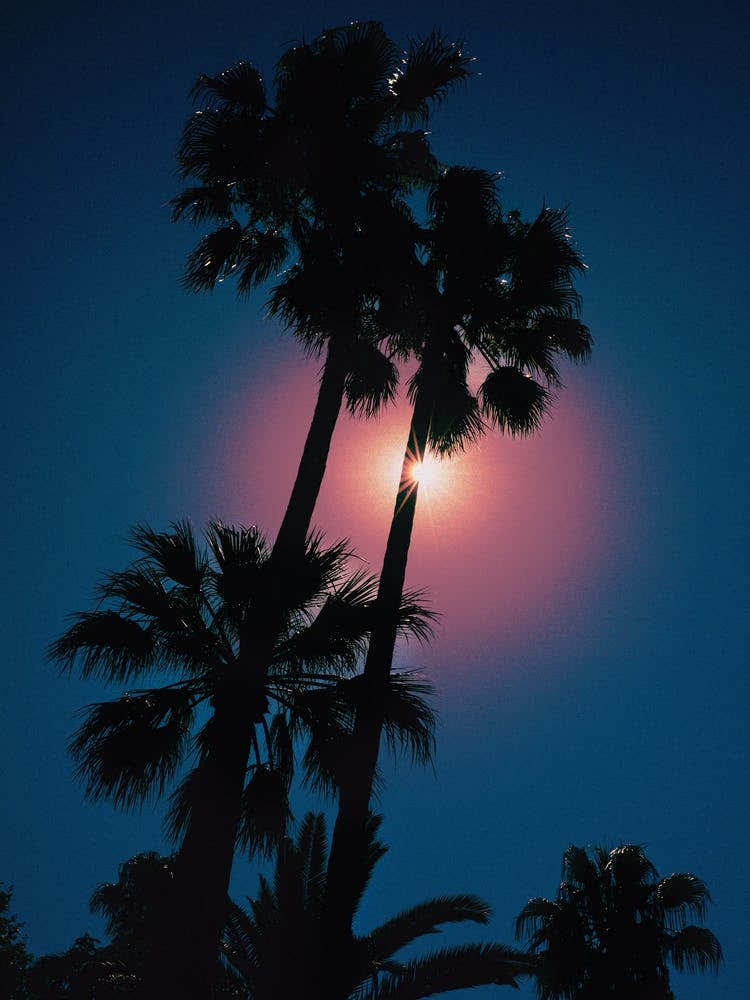 Palm Tree Photography Print 'Deia'