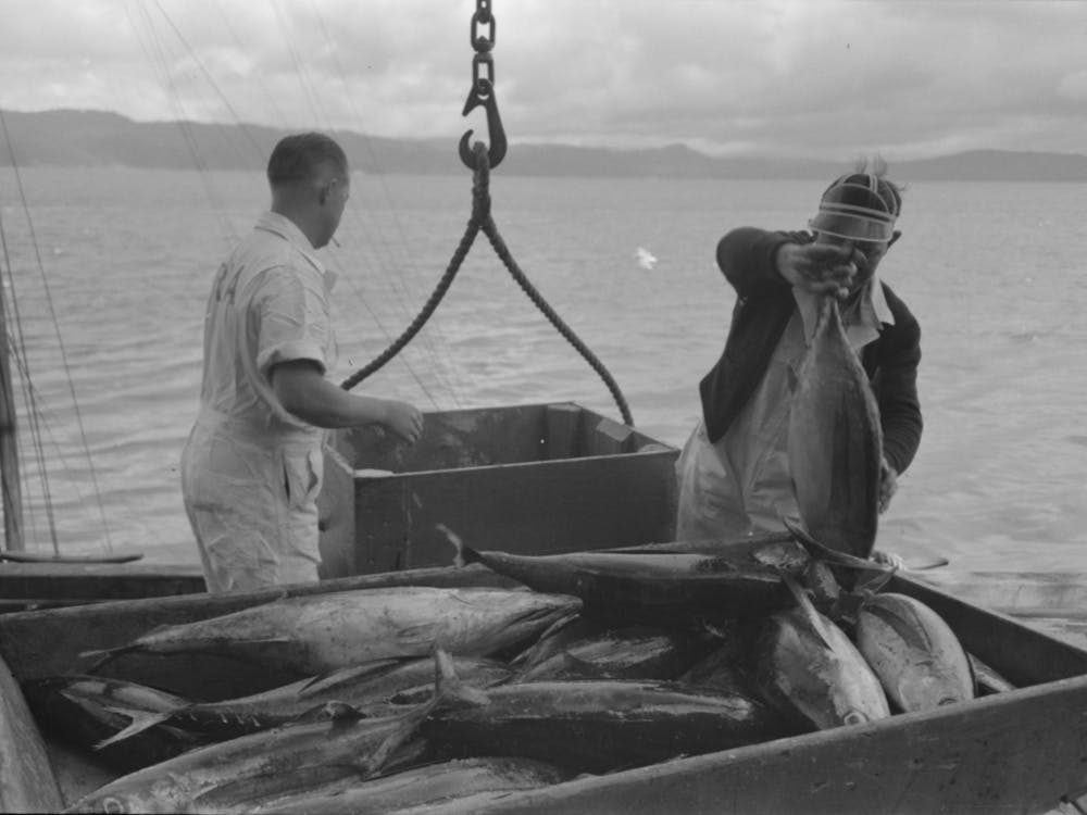 Unloading Tuna From Boat At Docks Of The Columbia River Packing Association, Astoria, Oregon By Russell Lee