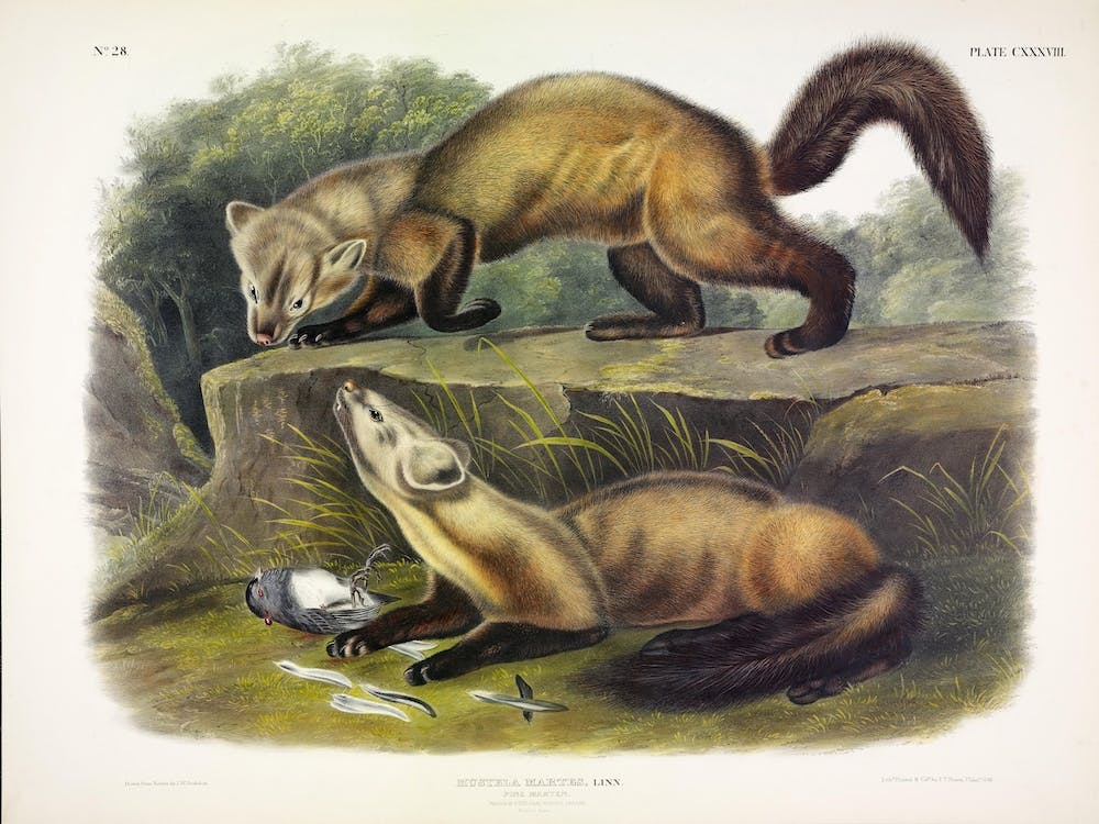 Pine Marten, John James Audubon