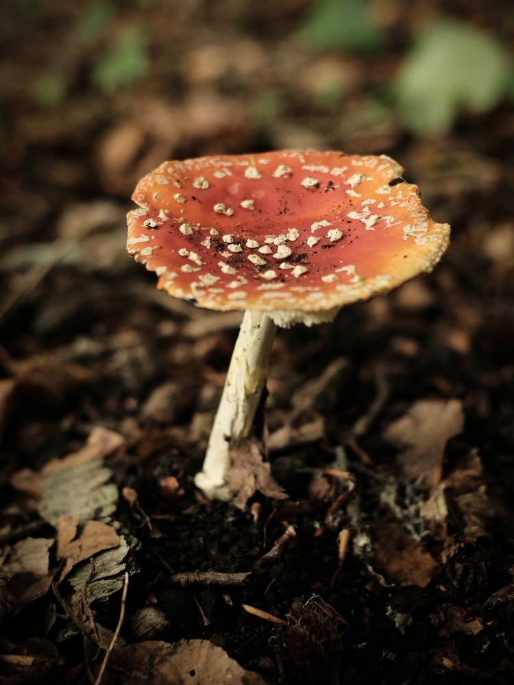 Red Mushroom // Nature Photography 1 1