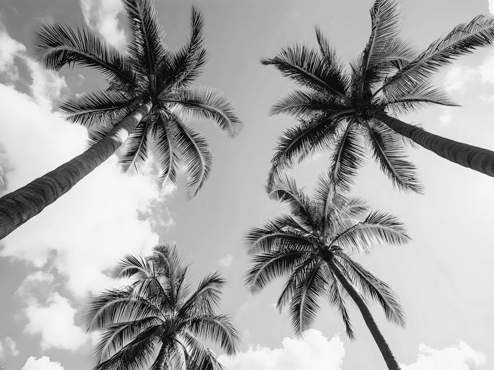 Black And White Palm Trees 7