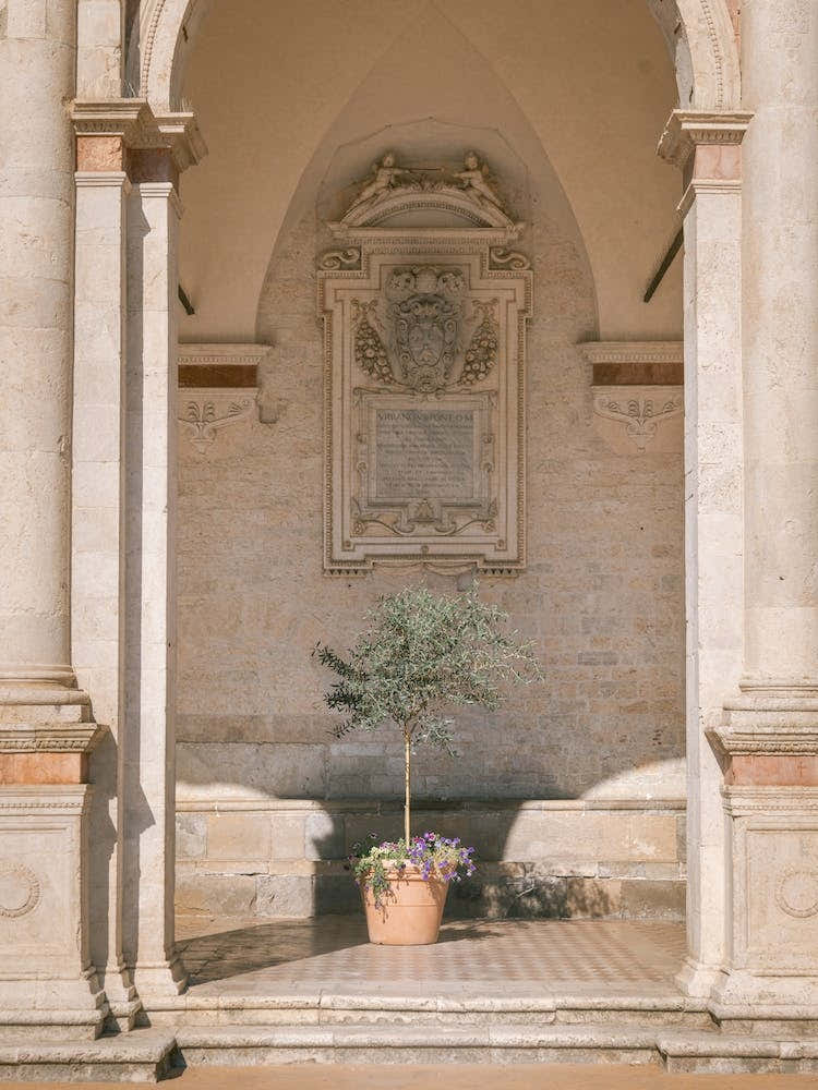 Olive Tree At The Cathedral