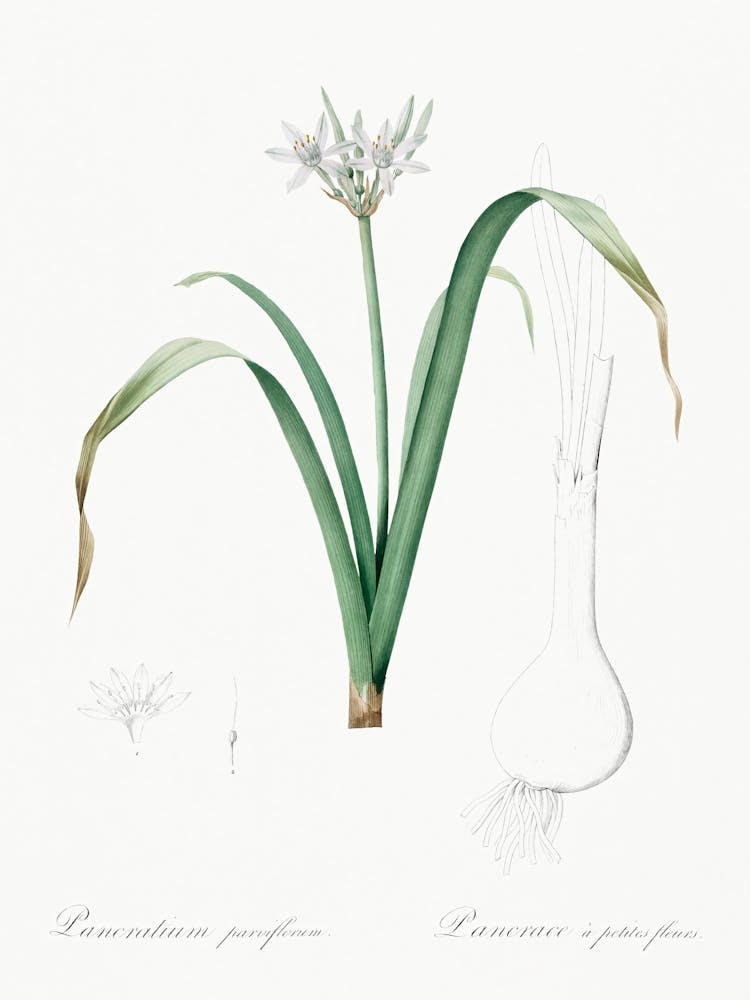 Small Flowered Pancratium Illustration From Les Liliacées (1805), Pierre Joseph Redoute