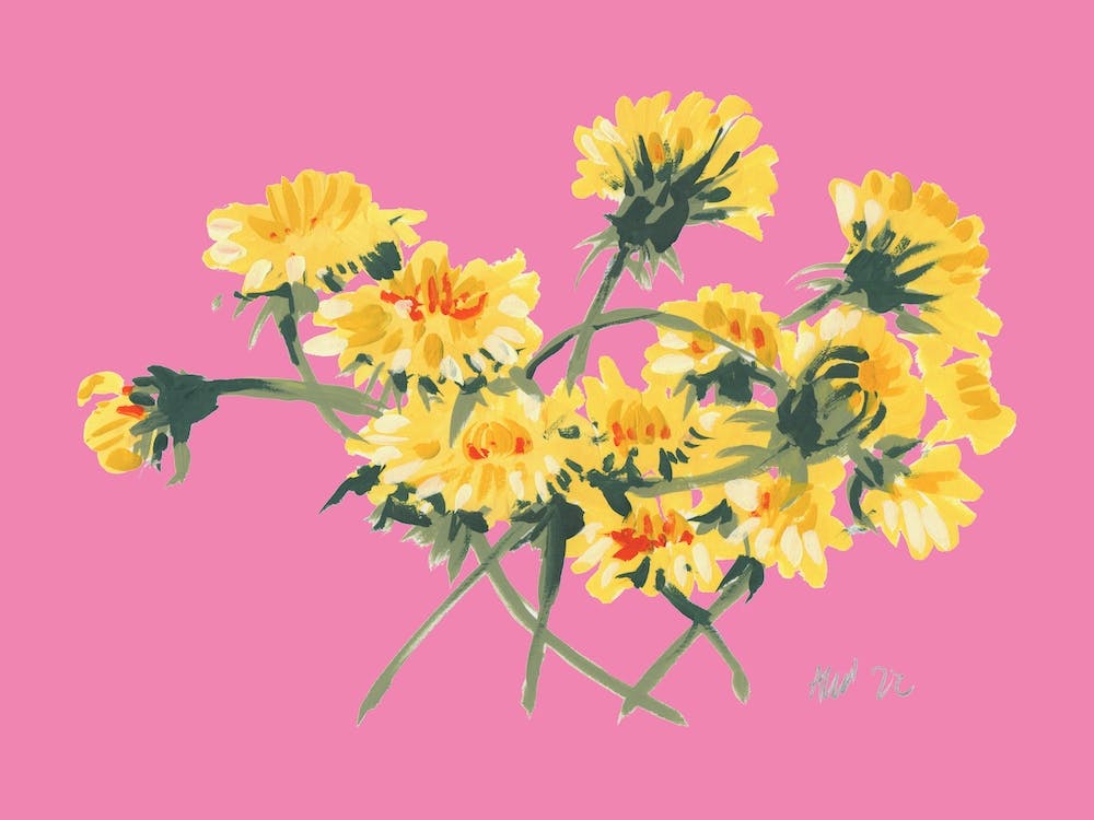 Yellow Dandelions On Pink