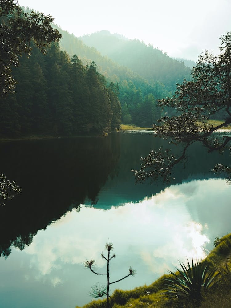 Lake In The Forest