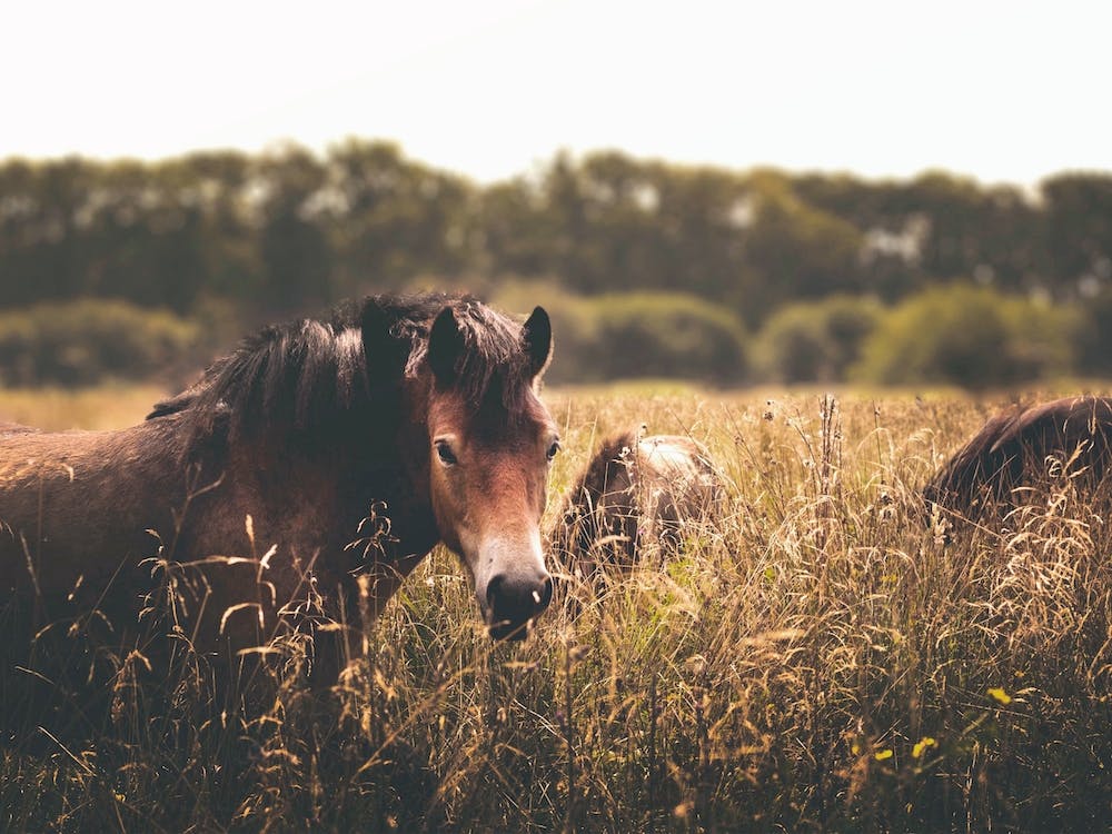Brown Horse In Meadow