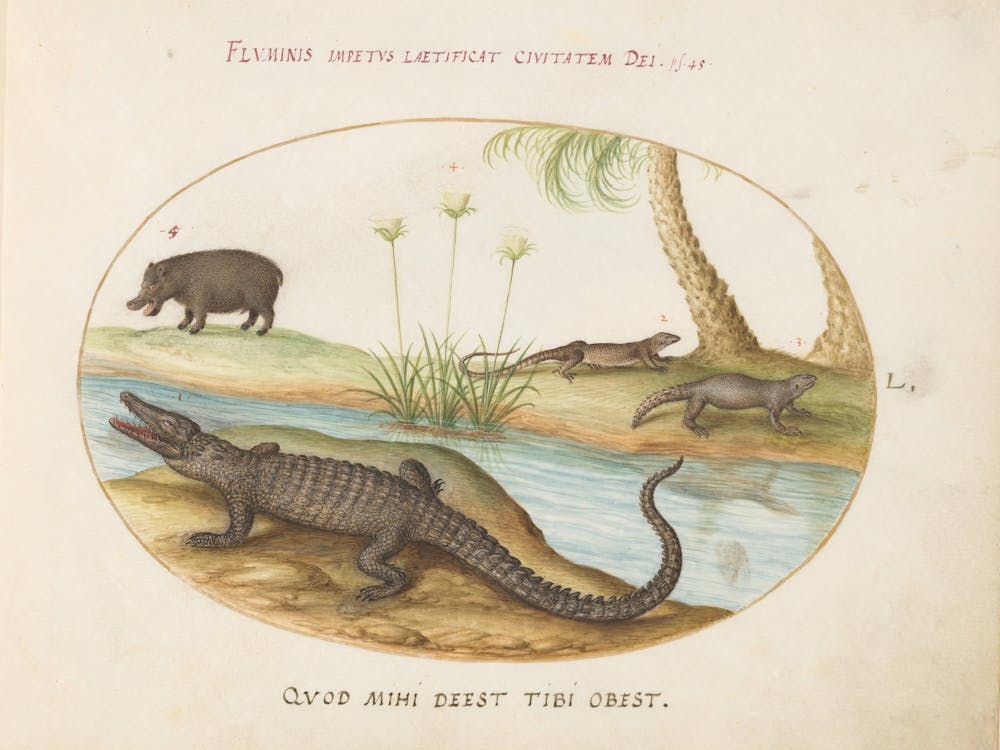 Animalia Qvadrvpedia Et Reptilia, Joris Hoefnagel (5)