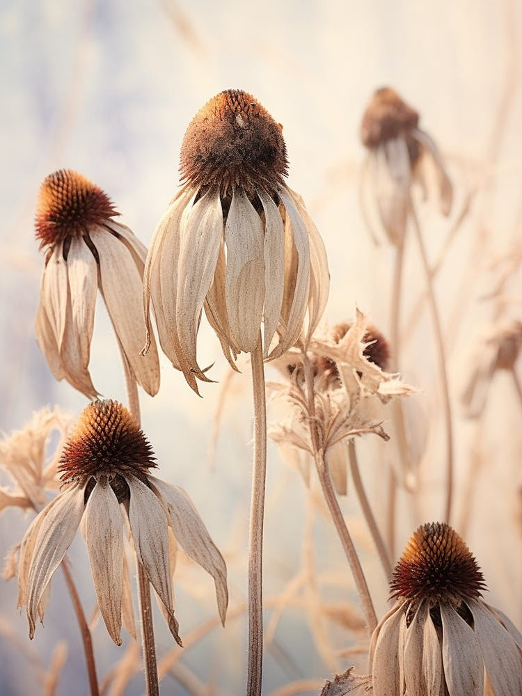 Boho Dried Flowers Coneflower 1