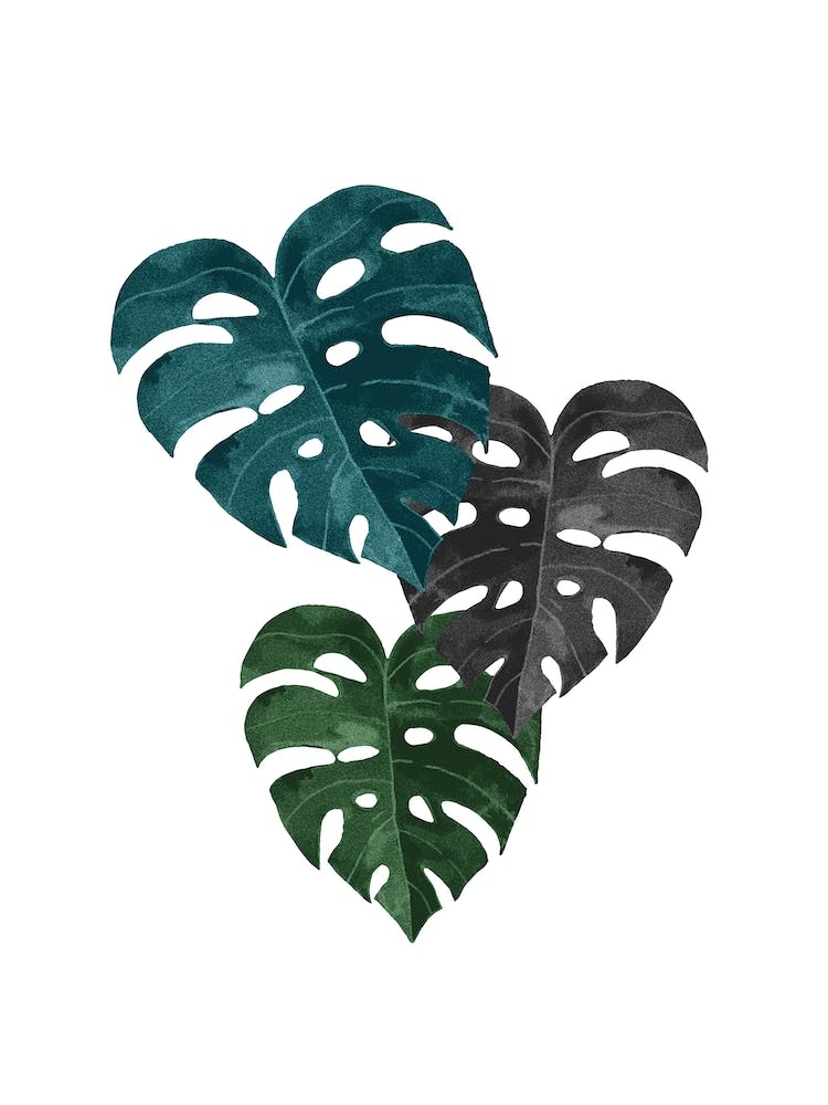 Monstera