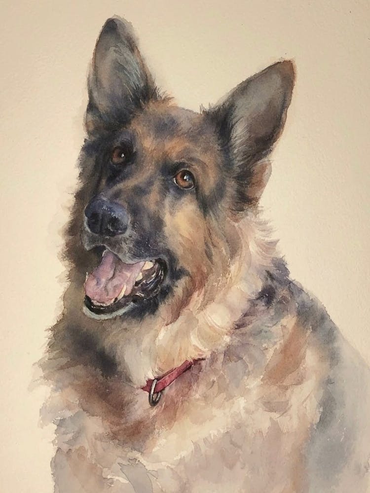 German Shepherd Portrait