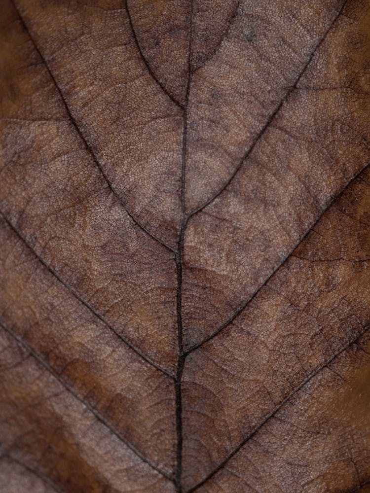 Feuille de Chêne aux Teintes d'Automne Marron