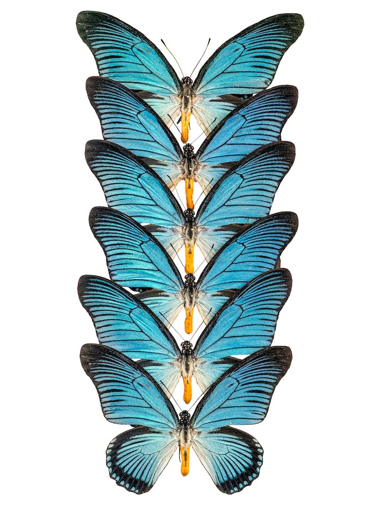 Row Of Blue Butterflies