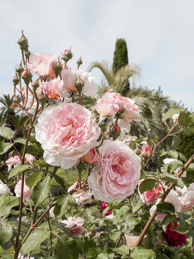 Pink Roses Garden