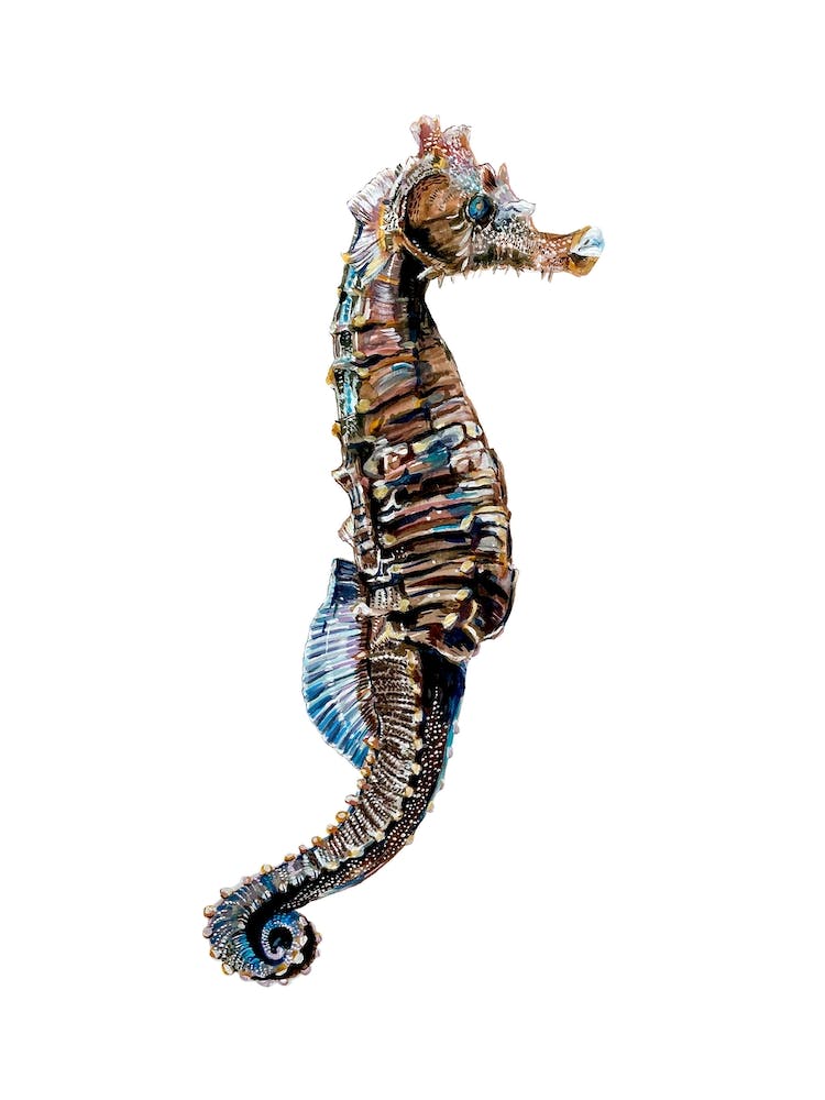 Seahorse On White