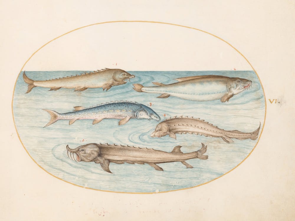 Animalia Aqvatilia et Cochiliata (c. 1575-1580), Joris Hoefnagel 3