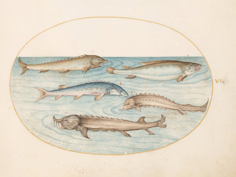 Animalia Aqvatilia et Cochiliata (c. 1575-1580), Joris Hoefnagel 3
