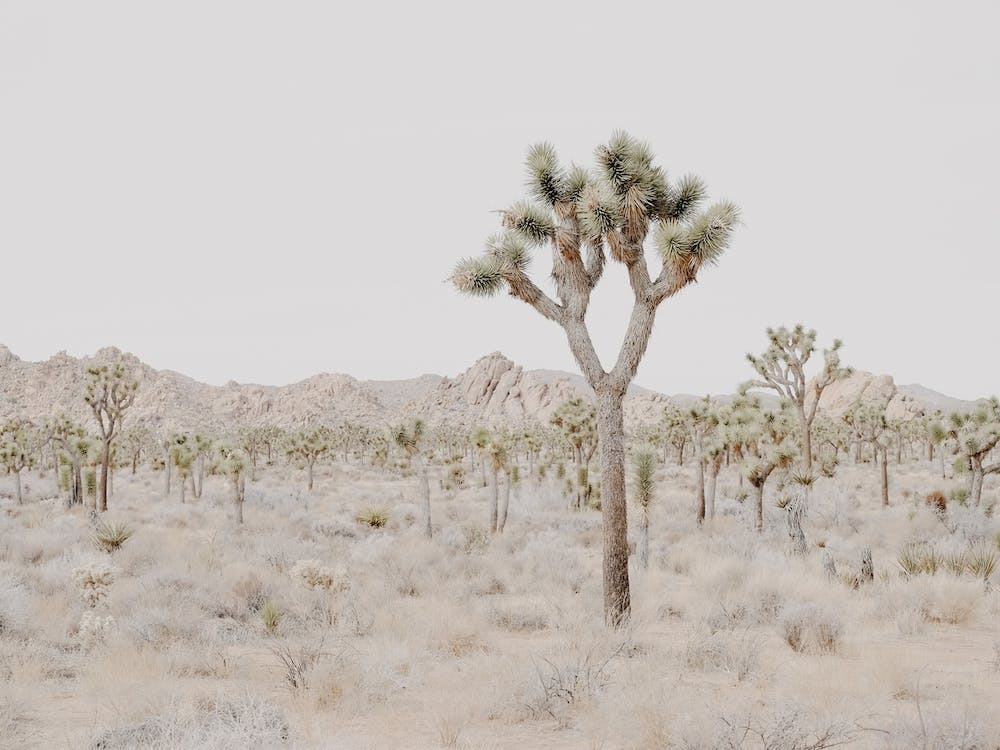 Desert Scenery