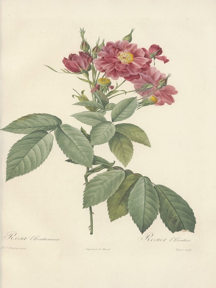 Rose Illustration, Pierre Joseph Redoute (72)