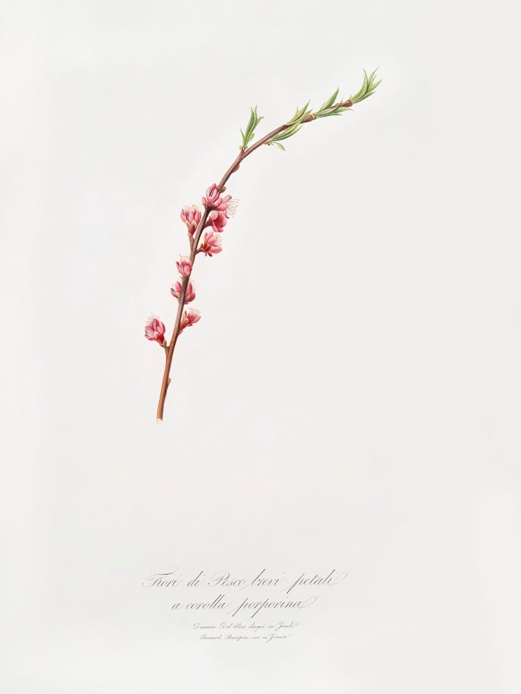 Peach Blossom (Prunus Persica) From Pomona Italiana (1817 1839), Giorgio Gallesio