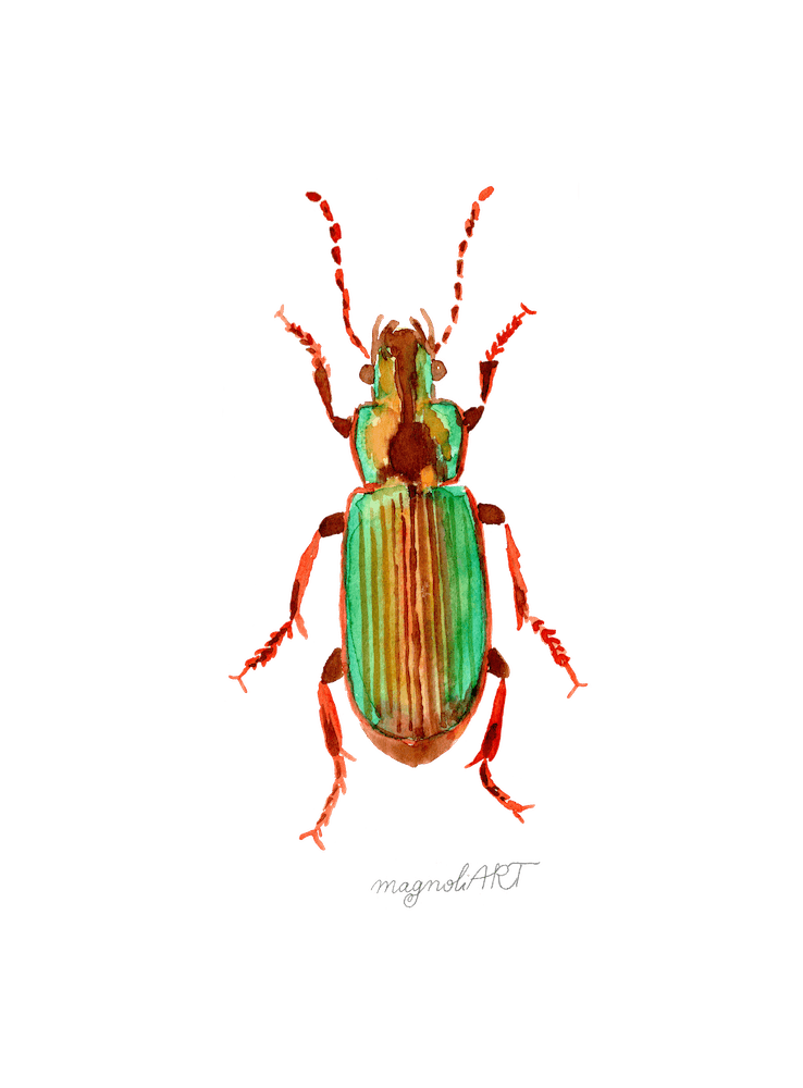 Harpalus distinguendus, Carabidae ground beetle, watercolor artwork