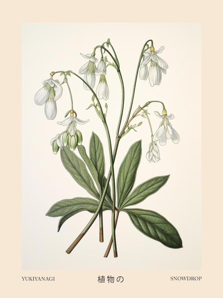 Yukiyanagi Snowdrop 3 Vintage Japanese Botanical Poster