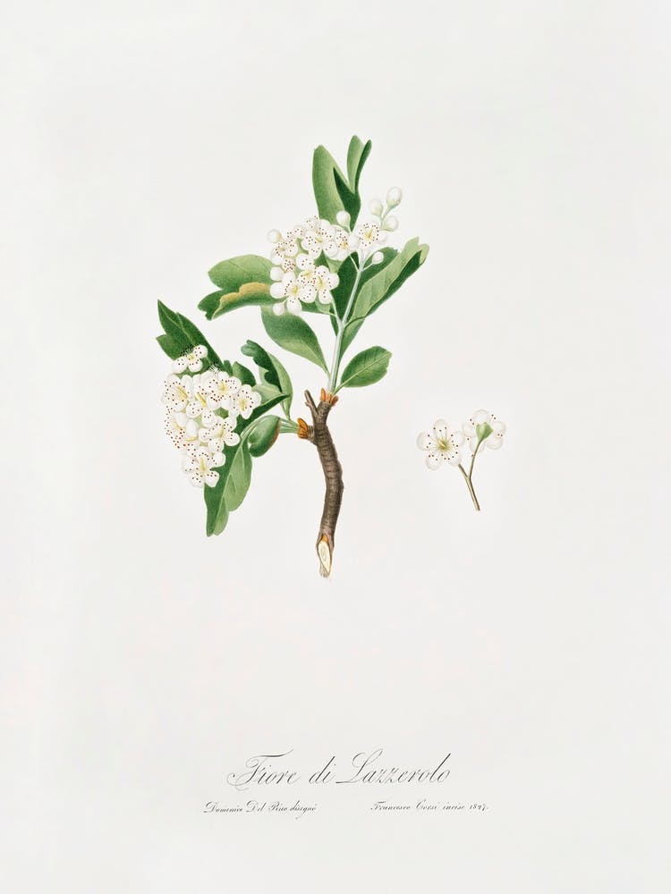 Hawthorn Flower (Crataegus Poliossea Sterilis) From Pomona Italiana (1817 - 1839), Giorgio Gallesio