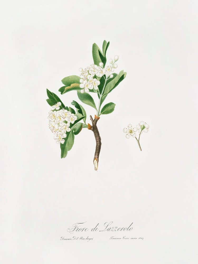Hawthorn Flower (Crataegus Poliossea Sterilis) From Pomona Italiana (1817 - 1839), Giorgio Gallesio