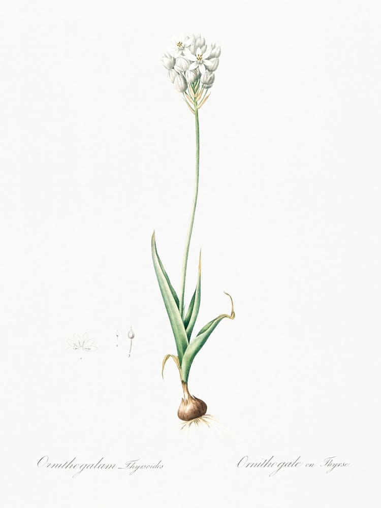 Chincherinchee Illustration From Les Liliacées (1805), Pierre Joseph Redoute