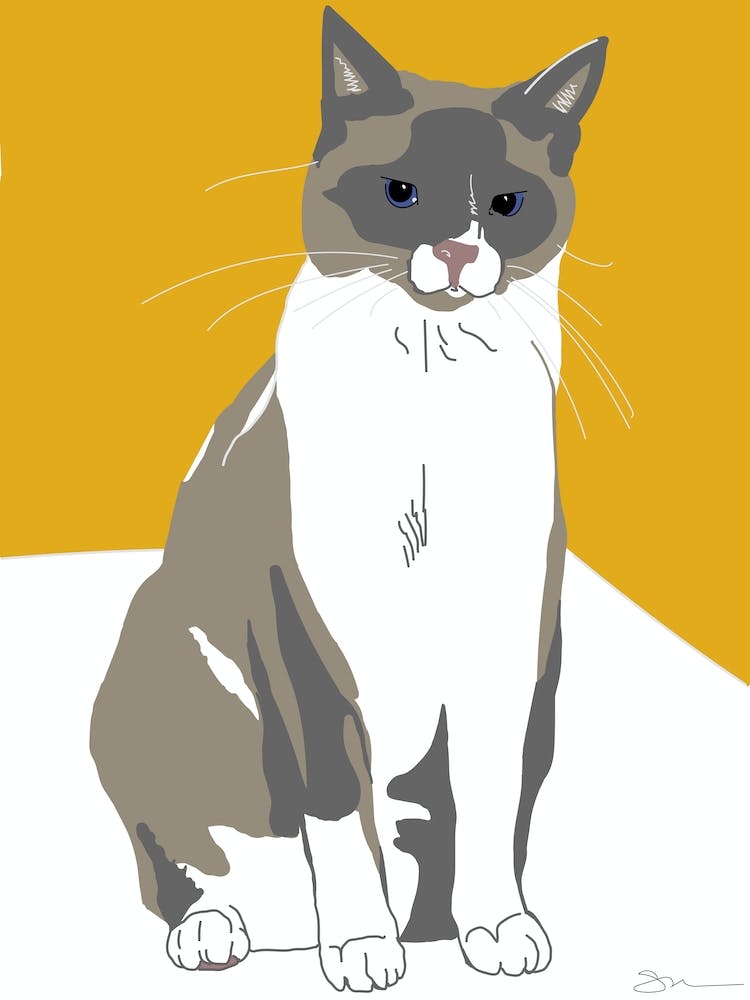 Snowshoe Cat