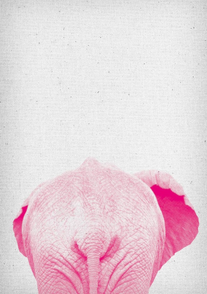 Elephant I