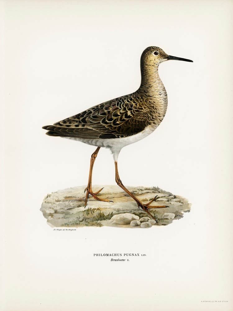 Ruff Female, The Von Wright Brothers