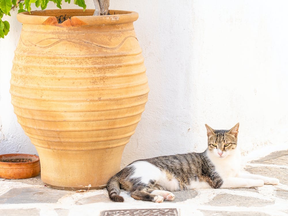 Greek Island Cat