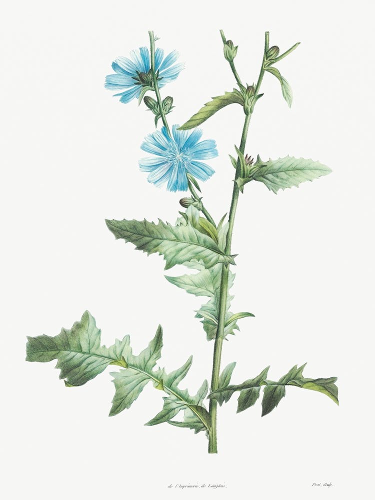 Chicory, Pierre Joseph Redoute