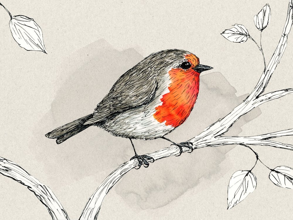 Robin pen and ink with watercolor