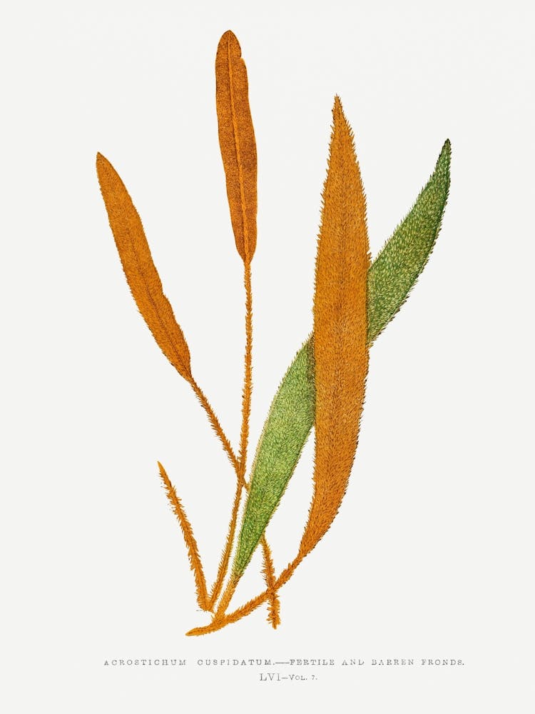 Sassafras
